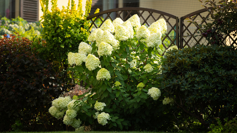 hydrangea in bloom