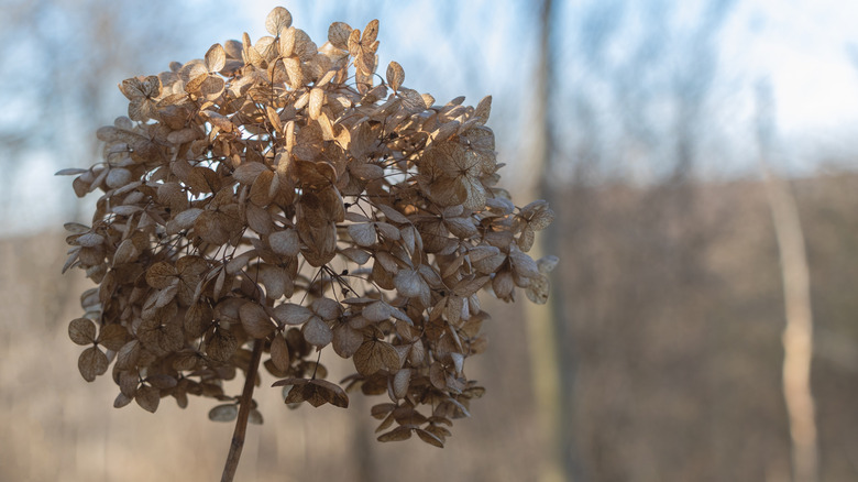 dormant hydrangea