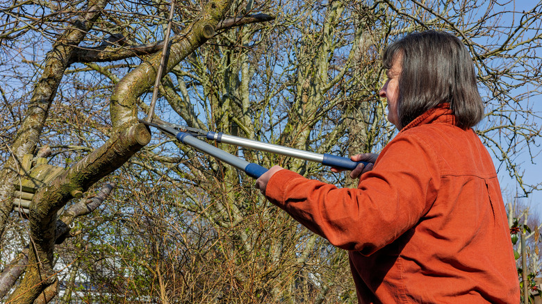 a woman pruning a tree with long-handled garden loppers