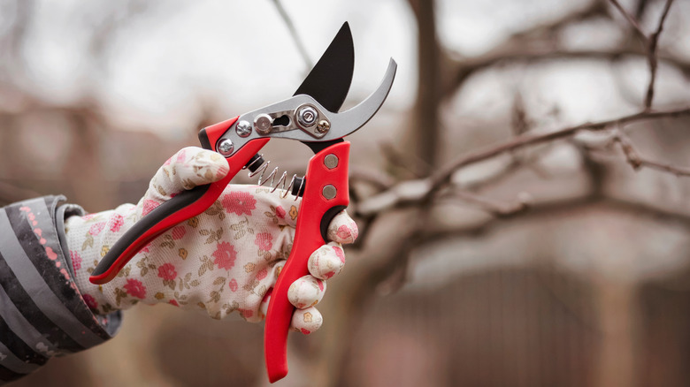 a person pruning a tree in winter