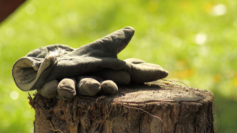 close-up of dirty work gloves resting on a weathered tree stump