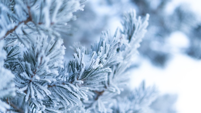 snow on branches