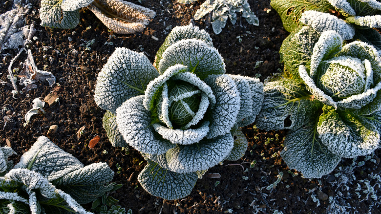 Plants tinged with snow frost