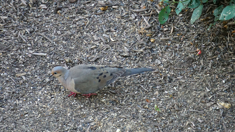 Mourning dove walking on spilt seed on ground