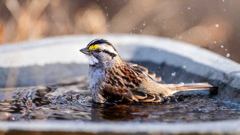 Sparrow splashing in a bird bath
