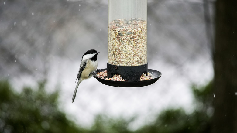 Titmouse at bird feeder with snow in background
