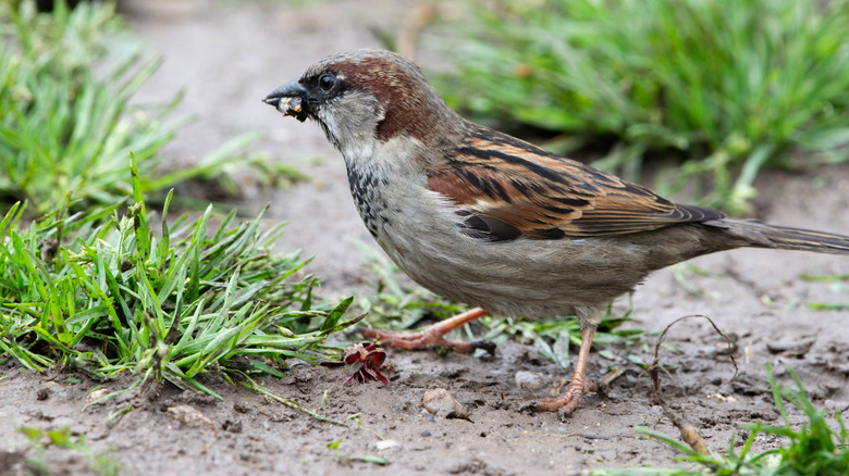House sparrow eating insects off ground