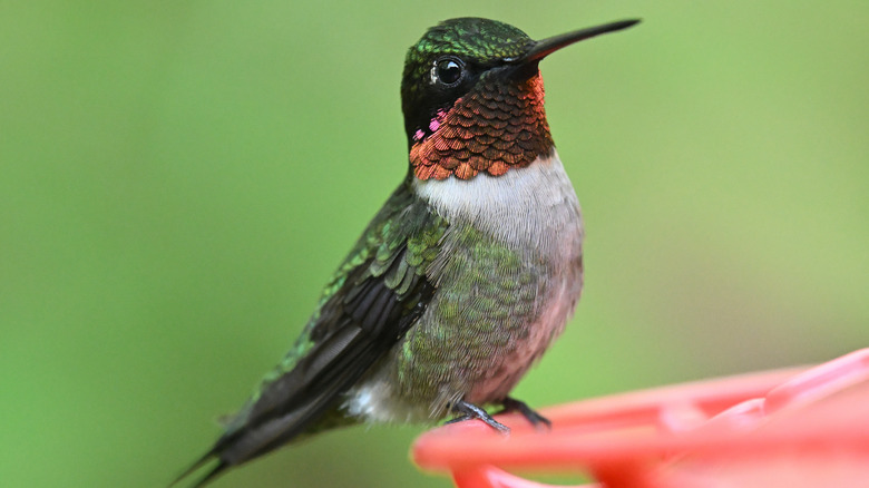 Ruby-throated hummingbird perched on a feeder