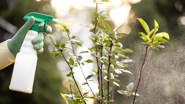 spraying a plant with a diy bug killer