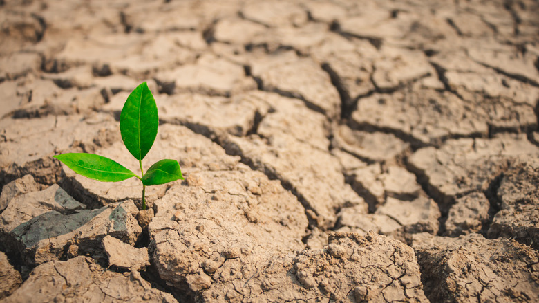 Plant growing from dry soil