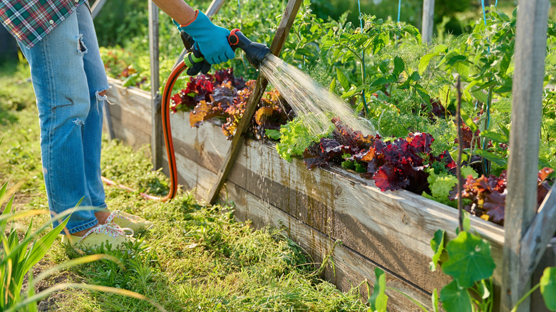 a person watering a raised garden bed made out of wood