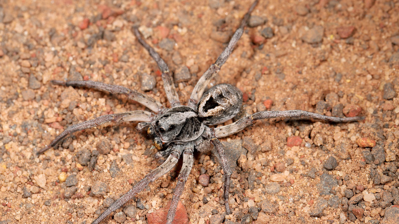 wolf spider