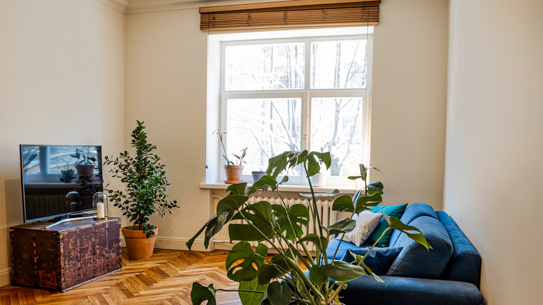 A living room with a blue sofa, some plants, a TV on a chest, and lots of empty wall space