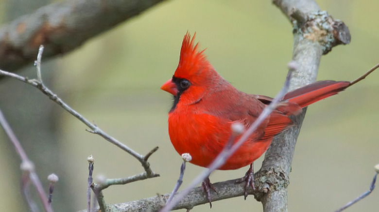male cardinal perched on branch during the cold season