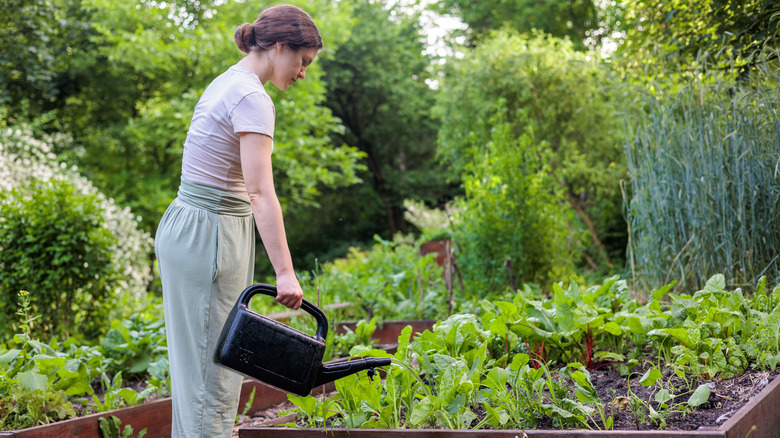 Woman watering plants in a raised garden bed with a watering can