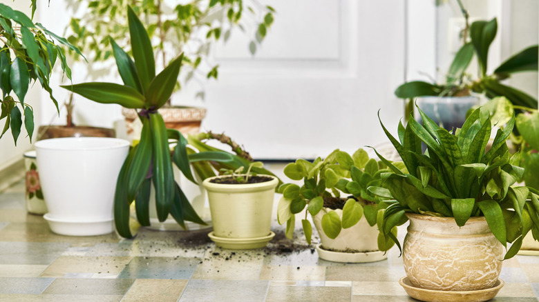 Potted plants grouped chaotically on a floor