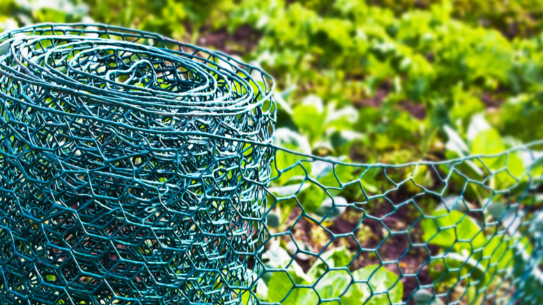 A roll of green chicken wire in a garden