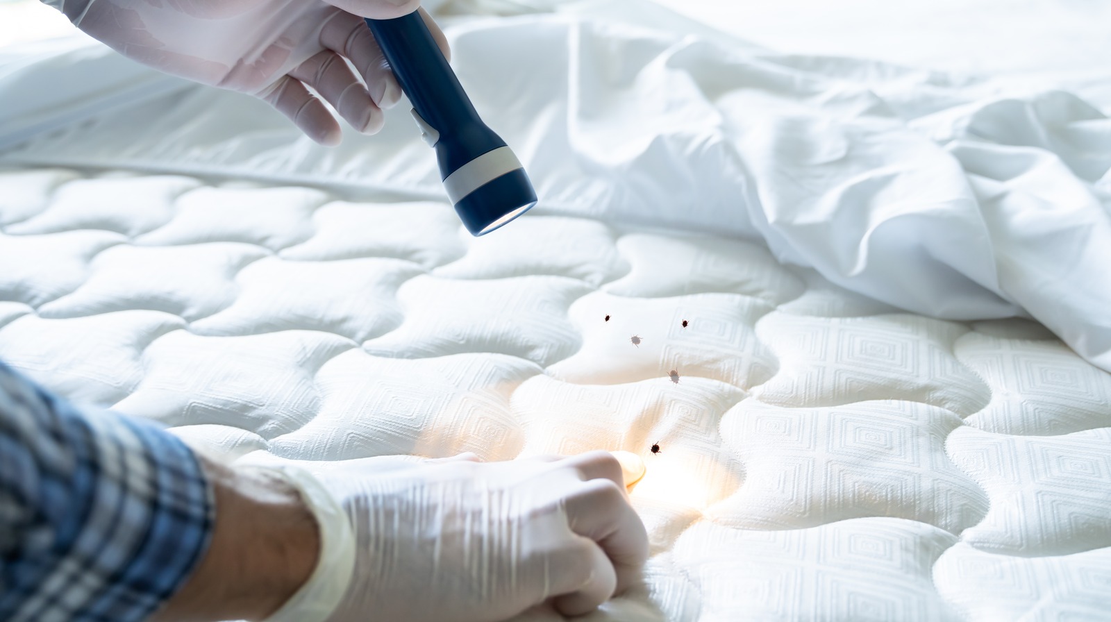 Wondering What Kills Bed Bugs Instantly? This NonToxic Product Is A