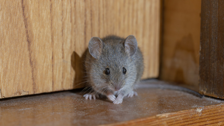 A mouse on a wood surface in a house