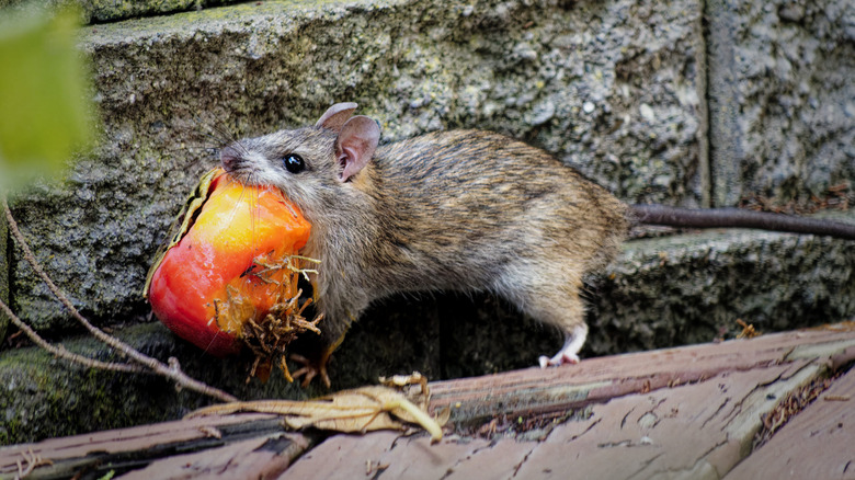 Small rat carrying a piece of apple in his mouth running along a concrete barrier