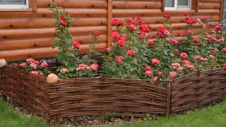 Woven willow edging around a garden bed of rose shrubs in full bloom.