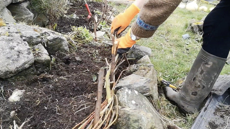 A person weaves willow stems through one another to create natural edging in a herb garden.