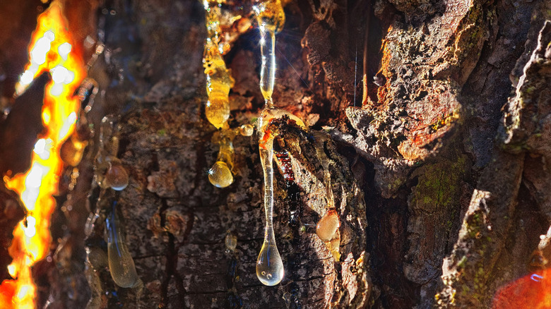 Tree sap coming out of the trunk of a tree