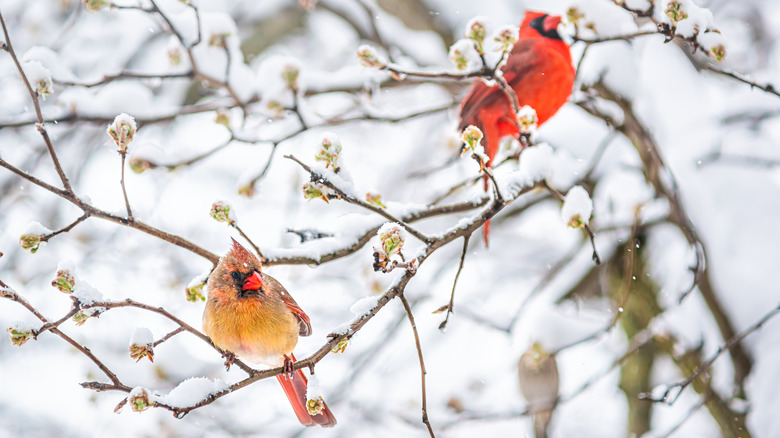 Cardinals in a tree