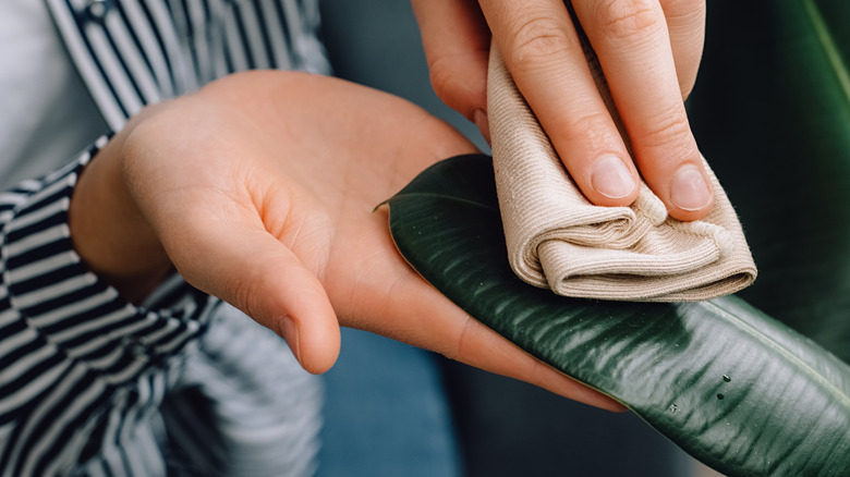 person wiping leaves with cloth