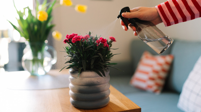 hand spraying flowers