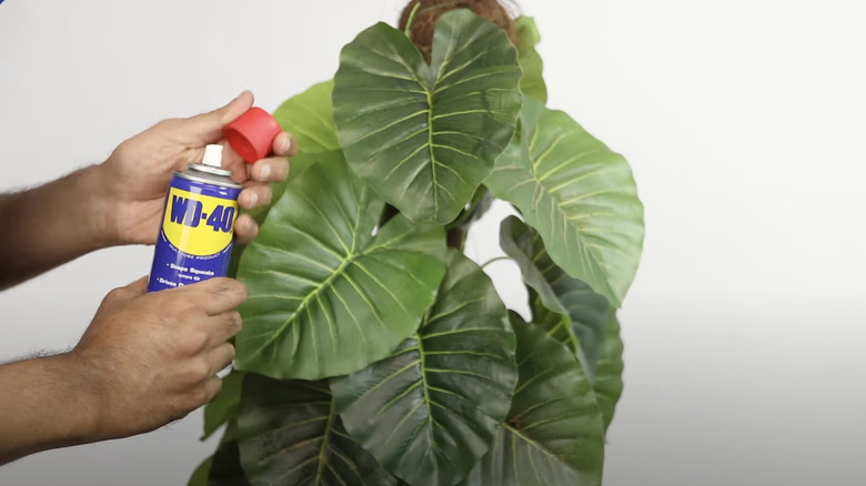 hands holding WD-40 beside plant