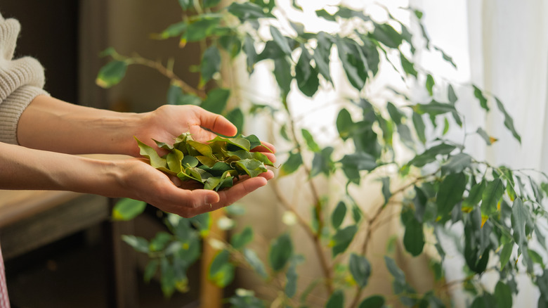 hands holding bay leaves