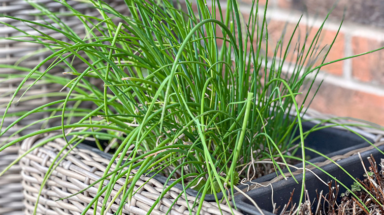 potted chive plant