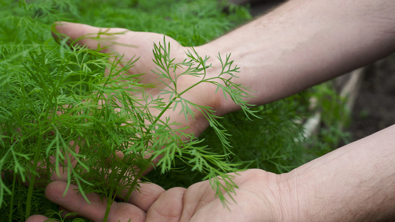 hands holding dill leaves