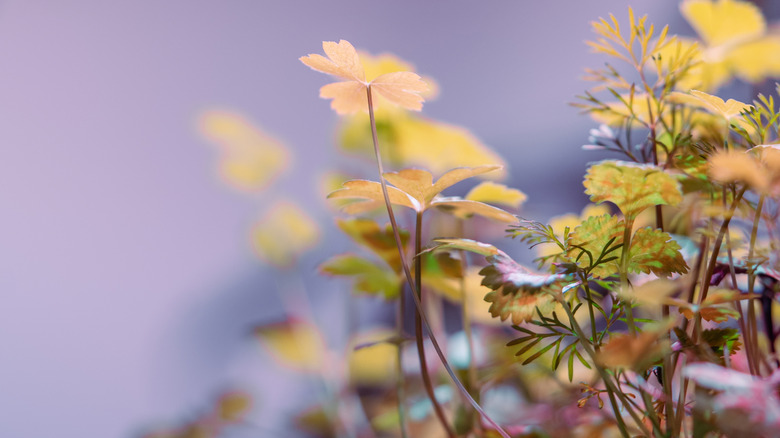 small cilantro plants growing in soil