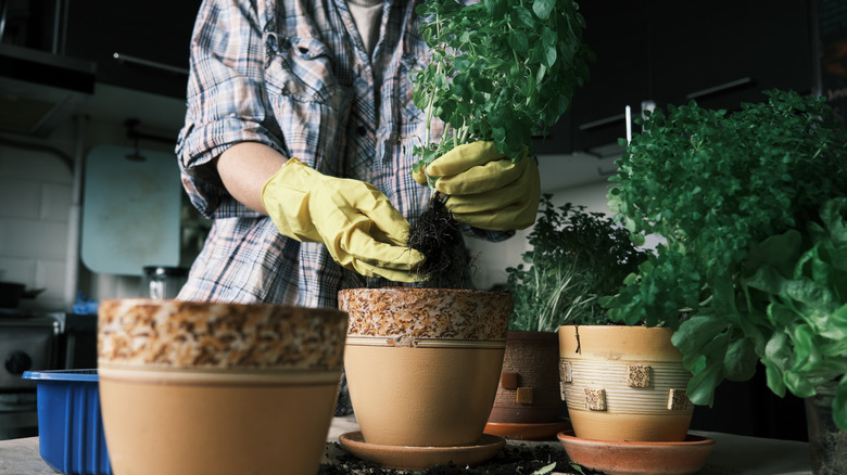 Person repotting herbs in a basement or garage.
