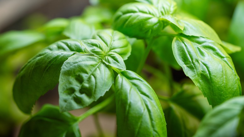 basil leaves close up