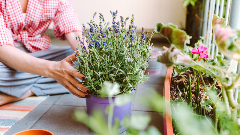 person touching potted lavender plant