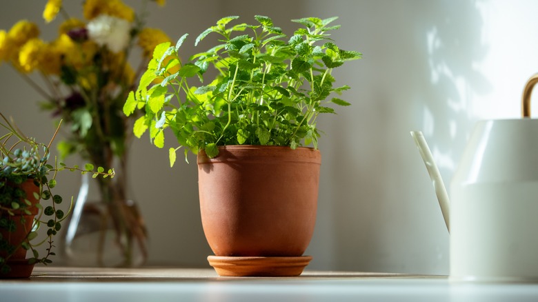 potted lemon balm