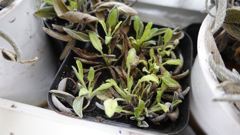 green sage leaves of multiple plants close-up