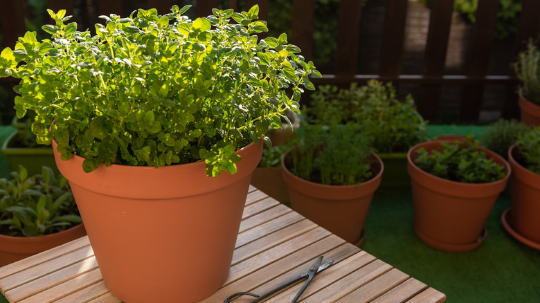potted oregano plant on table