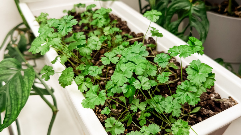 hands harvesting parsley