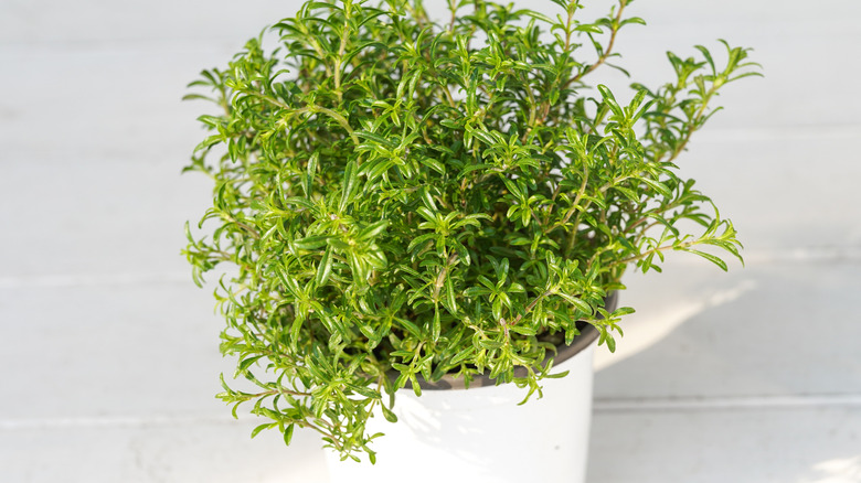 winter savory plants