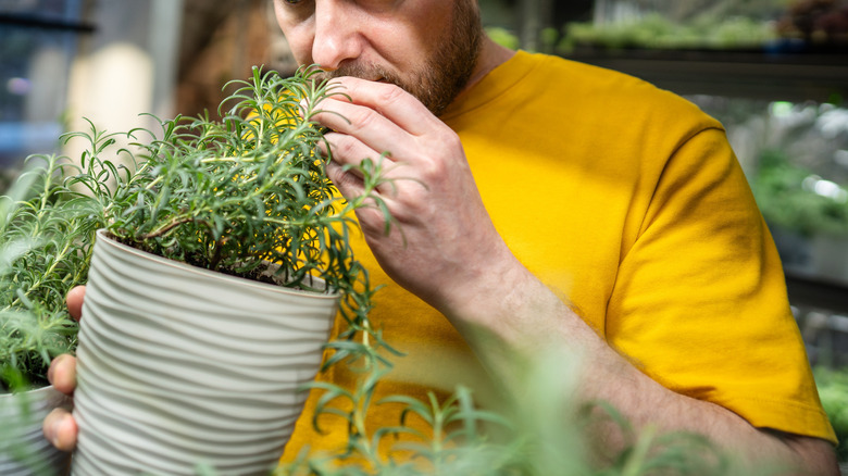 a bunch of harvested rosemary
