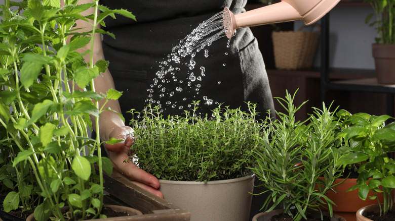 thyme leaves close up