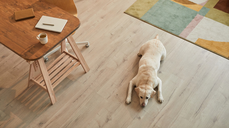 Dog resting on hardwood floor