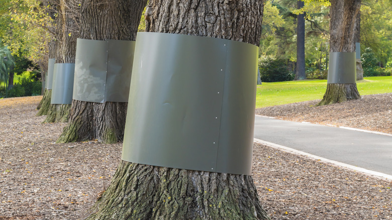 Flashing on tree trunks
