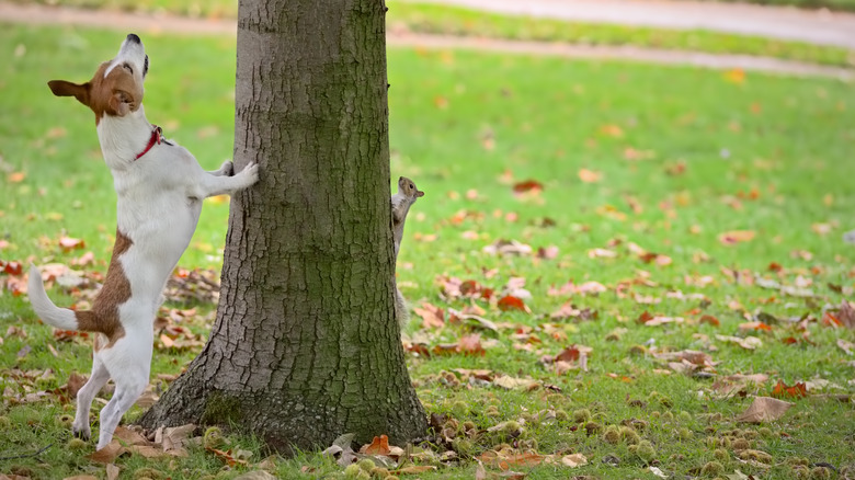 Dog chasing squirrel up tree