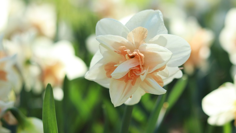 Close-up of daffodil flower