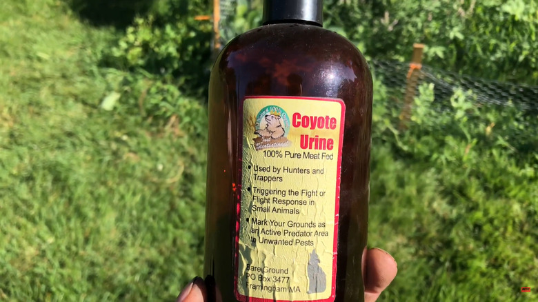 hand holding up a bottle of cayote urine with lawn and garden bed in the background